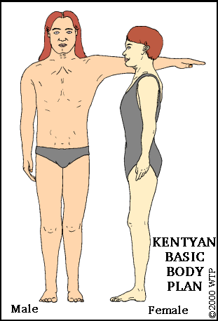 Kentyan body plan